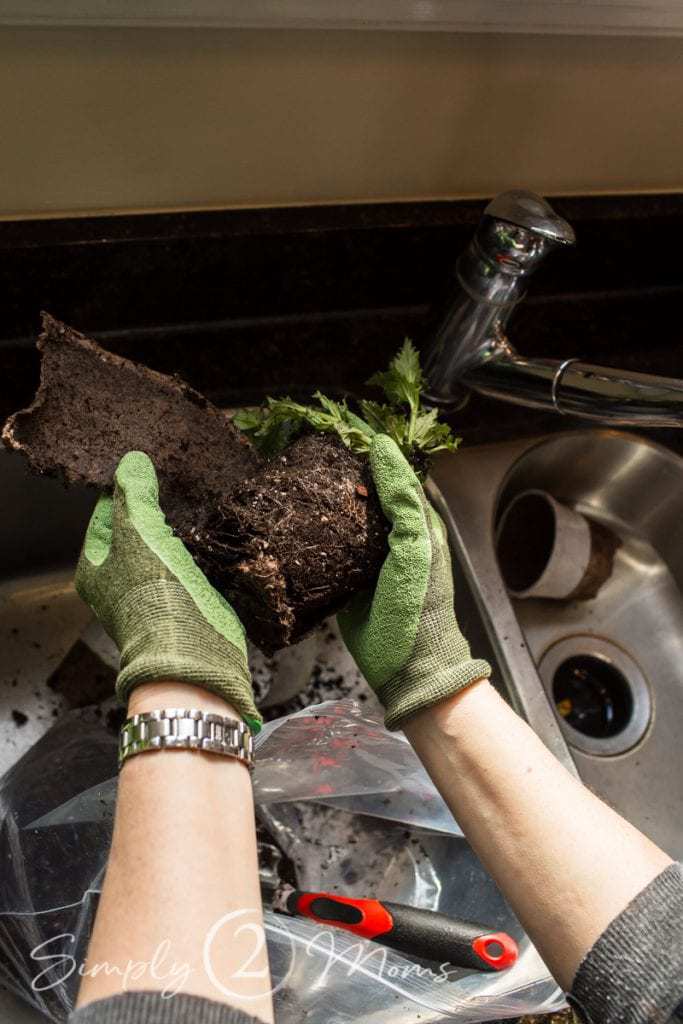 photo showing how to remove biodegradable pot from a plant over a kitchen sink
