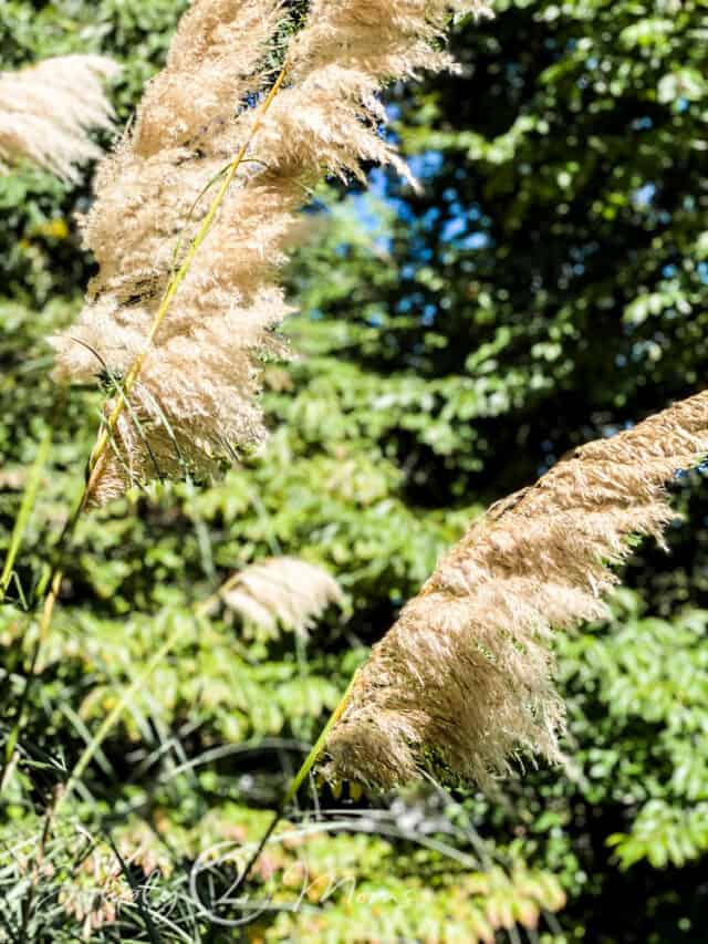 How to Dry Pampas Grass in 3 Easy Steps Simply2moms