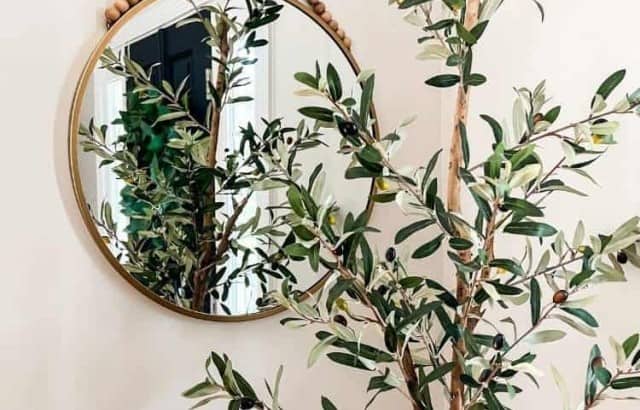 close up of olive tree in front of round mirror hanging on wall