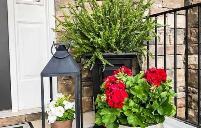 Pot of red geraniums next to lantern with a petunia plant and a large fern on a porch