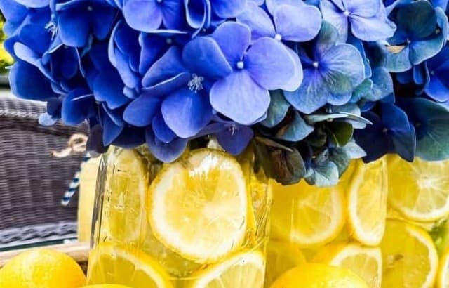 cut backyard hydrangea in mason jars with lemon slices