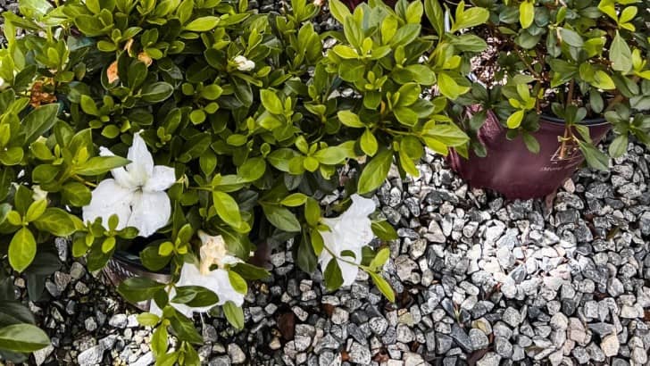 azalea plants in garden center to choose from for feature