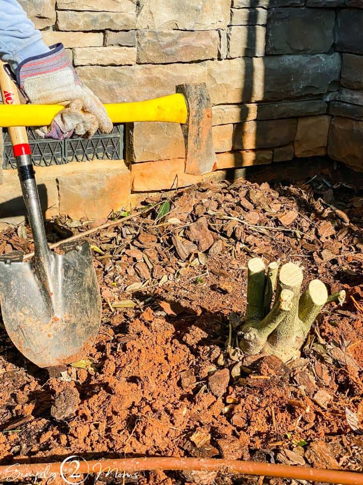 hand holding axe above shrub root in ground