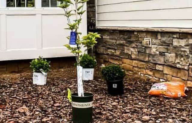 front of house with new shrubs laid out in pots before planting feature image