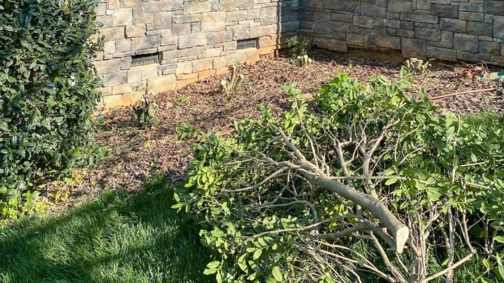 cut down bush in front of house feature image