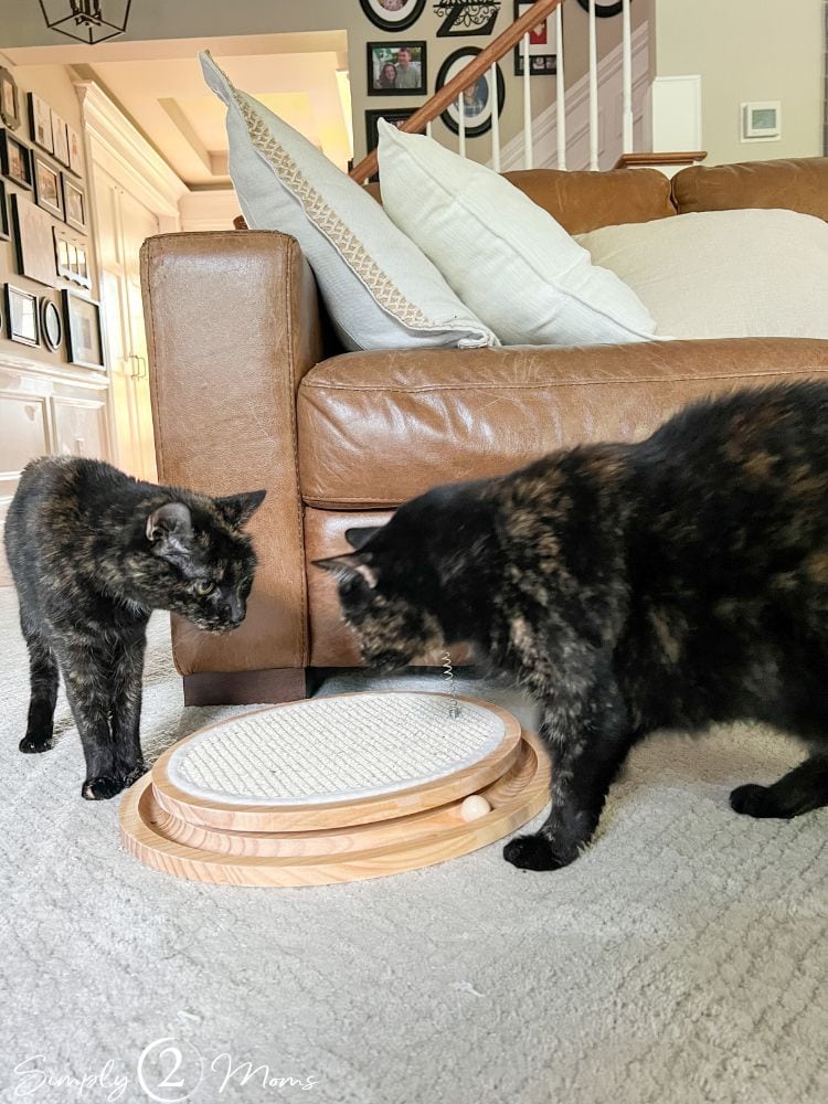 Two adult black cats with an aesthetic sisal cat scratcher with ball track.