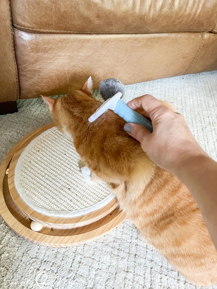 Ginger cat getting brushed with a furminator shedding brush.