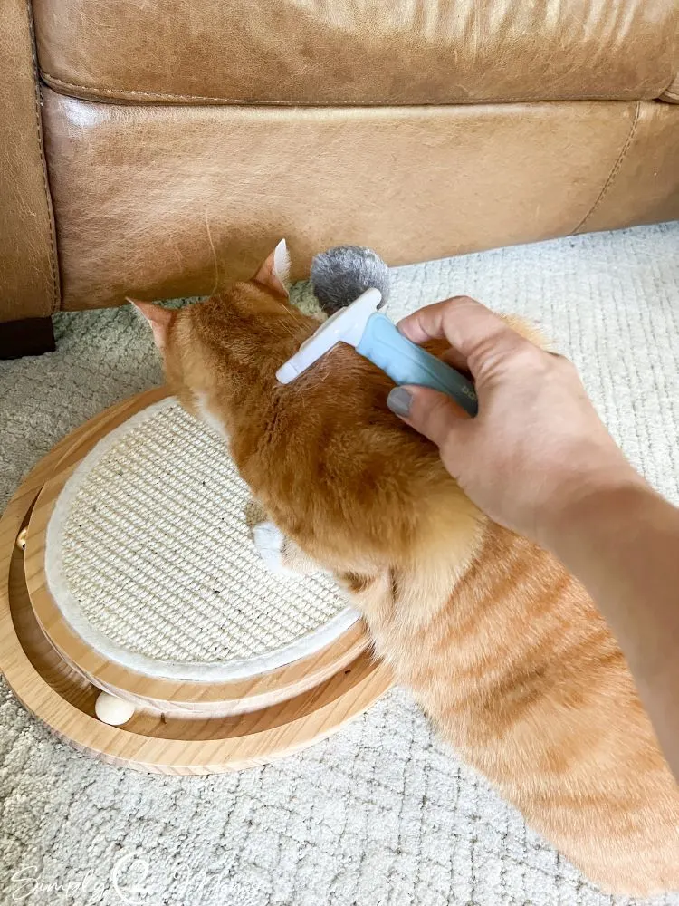 11 Must Have Aesthetic Cat Care Products That Really Work!