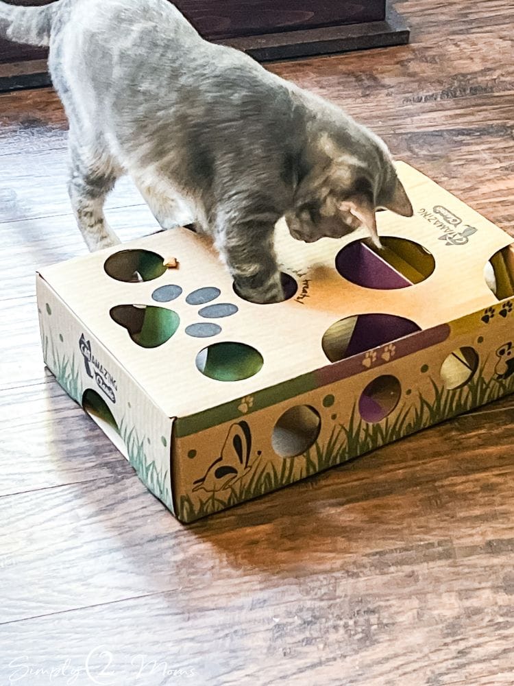 Kitten playing with a cardboard maze toy with treats inside.