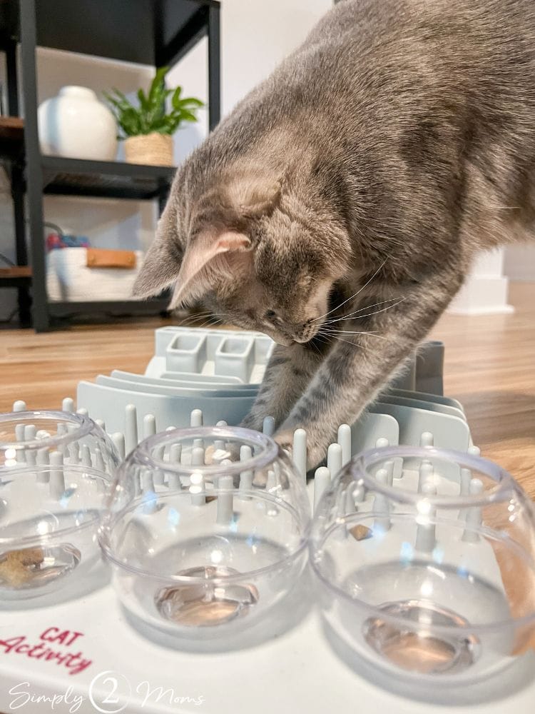 Gray cat playing on a cat activity mat.
