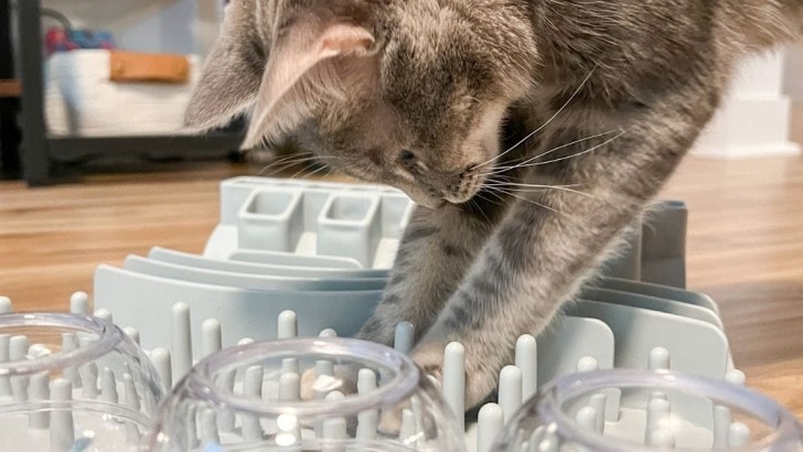 Cat playing with a cat activity board.