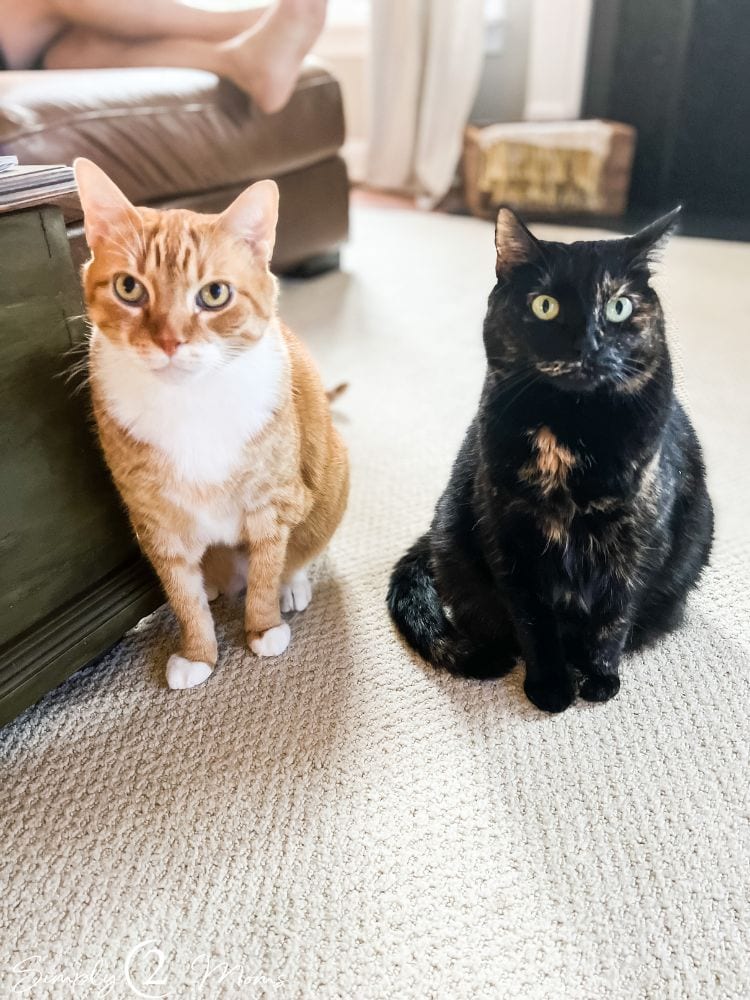 Two adult cats sitting on a rug in a family room.